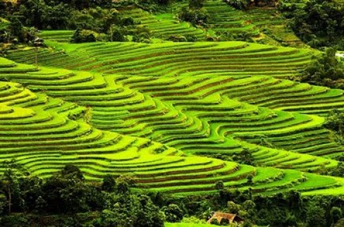 RUỘNG BẬC THANG HOÀNG SU PHÌ ĐƯỢC CÔNG NHẬN DI TÍCH QUỐC GIA