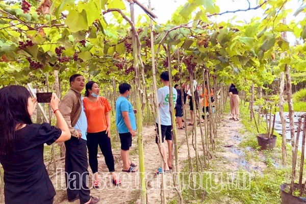 TỪ MÔ HÌNH TRỒNG NHO ĐẾN ĐIỂM DU LỊCH SINH THÁI HẤP DẪN Ở HUYỆN KẾ SÁCH